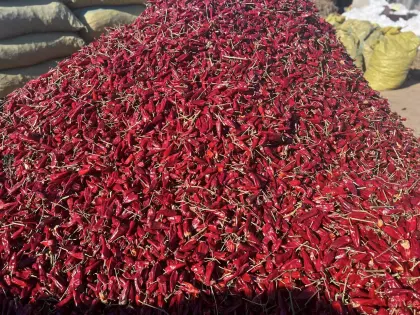 Wholesale Yidu Chilli Beijinghong Dried Chili