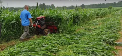 Grass Cutter and Rice Harvester: Agricultural Machinery Equipment for Fruit Reaping