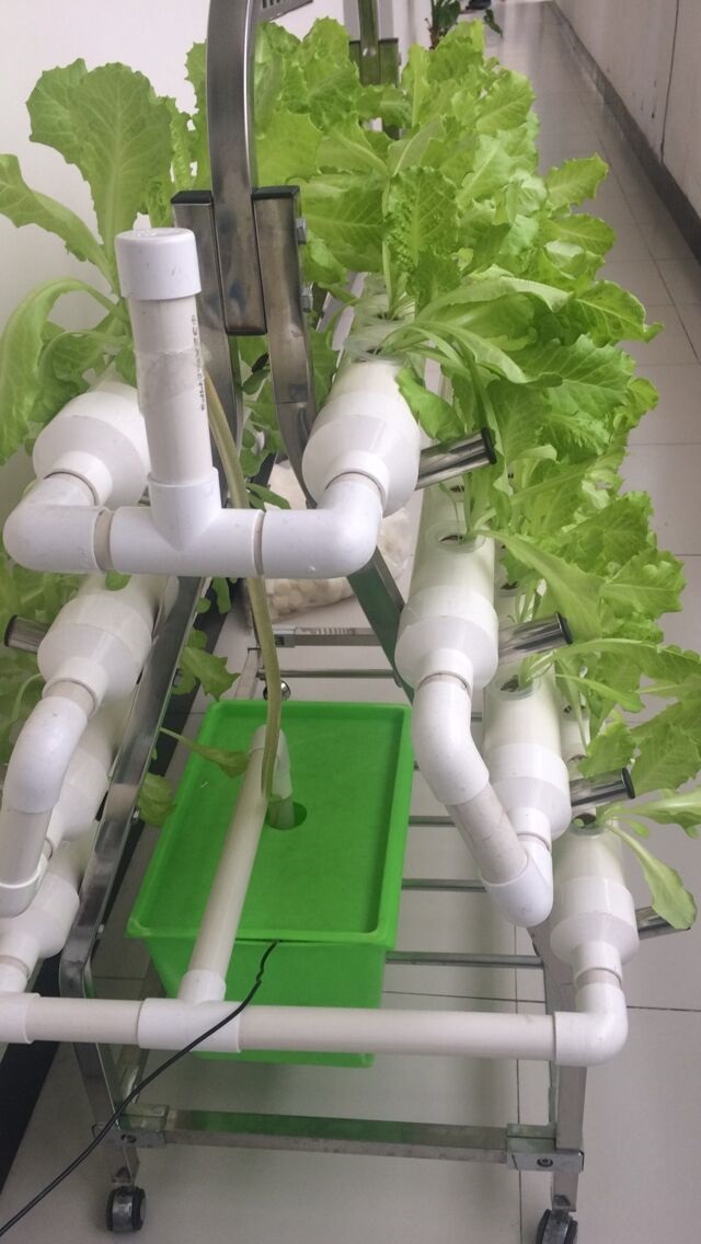 hydroponic system