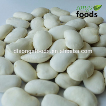 Large White Lima Bean