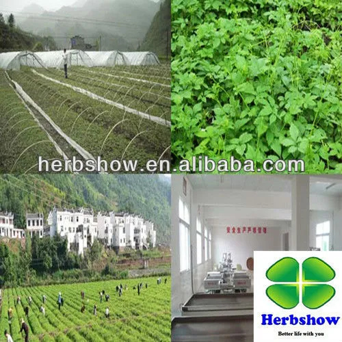 100% Natural Fiveleaf Jiaogulan Herb Tea