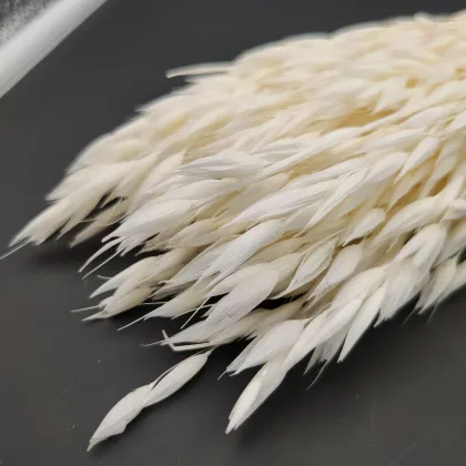 2024 Popular Eco-friendly Dried Oats Flowers for DIY Projects