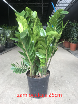 Zamioculcas zamiifolia 250 factory