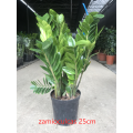 Zamioculcas Plant Zamioculcas zamiifolia 250 factory Supplier