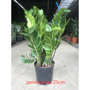 Zamioculcas Zamiifolia 250 공장