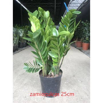 Zamioculcas zamiifolia 250 fábrica