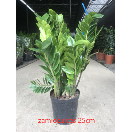 Indoor Living Round Leaves Zamioculcas zamiifolia 250 factory Supplier