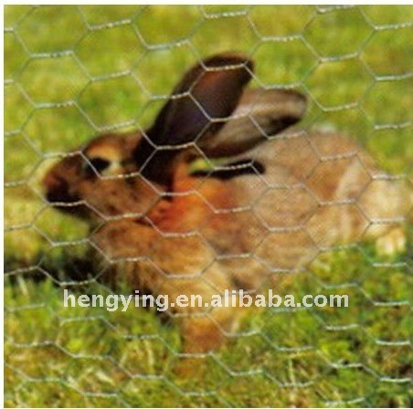 chicken wire mesh < Factory,lower price>