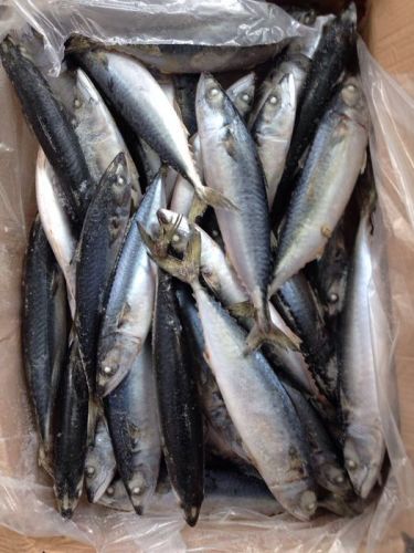 Frozen 2/3 PCS Bqf Scomber Japonicus Blue Mackerel