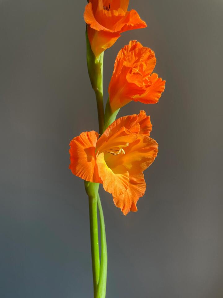 Orange Gladiolus