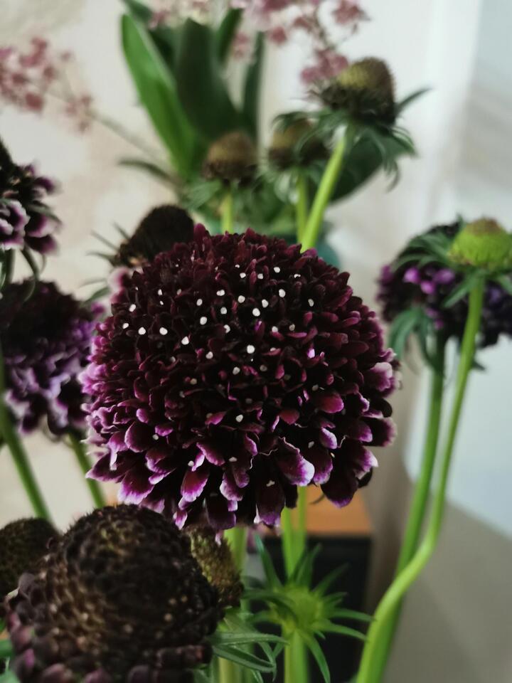 Black-Purple Scabiosa