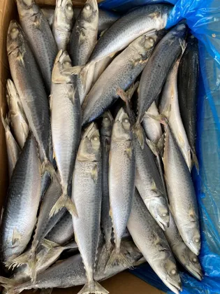 Wild Caught Frozen Wr 100-200g 300-500g Pacific Mackerel