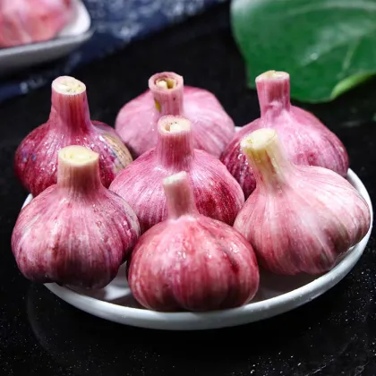High quality single headed Garlic Bulb price