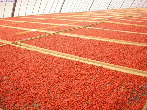 Baies de Goji en vrac, originaires du Ningxia