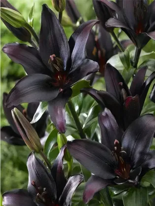 Black Knight Spray Lily