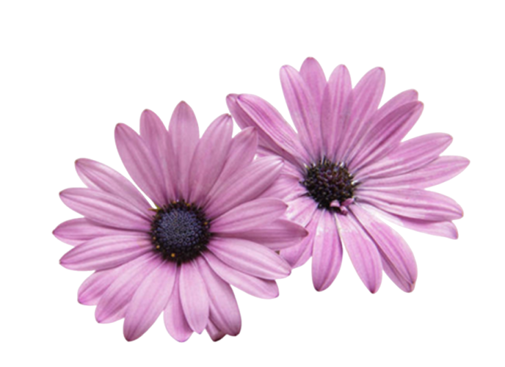 Echinacea Extract Powder Supplier