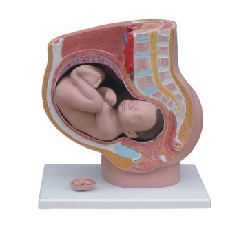 Human Female Pelvis Section 4 parts