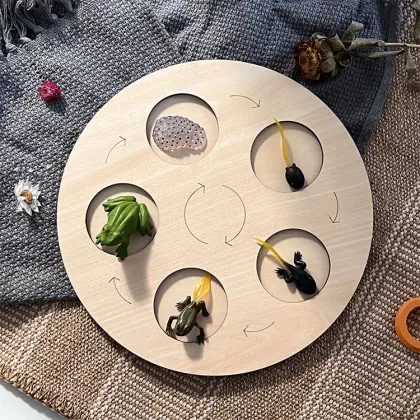 Montessori Wooden Plant Growth Cycle Model: An Educational Toy for Life Science Exploration