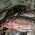 Κατεψυγμένο ψάρι tilapia wr oreochromis niloticus προς πώληση