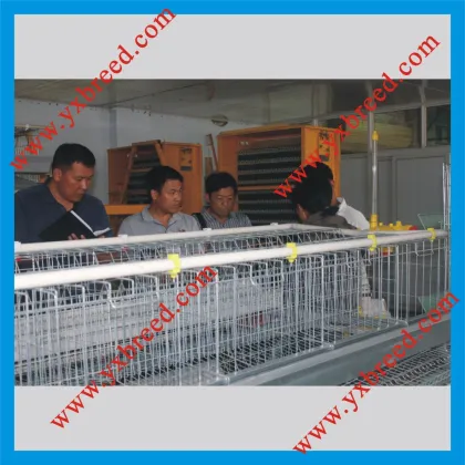 Cages D Oeuf De Poule (A4L120)