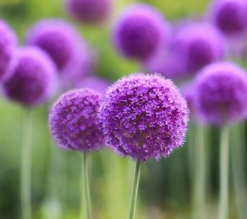 Big Scallions Ball seeds