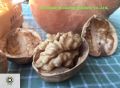 Kupas Walnut Kernel Semulajadi Kuarters Cahaya