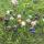 Escultura de piedras preciosas de champiñón de cristal tallado de piedras pulidas para jardín de hogares decoración del patio del jardín meditación de la maceta decoración de la maceta