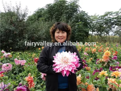 Top Quality Garden Seeds Flower Dahlia seeds for nursery
