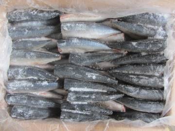 Berkualiti tinggi Pacific Mackerel Fish Hgt Sale