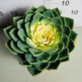 bra pris echeveria julius levande växter