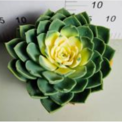 good price Echeveria Julius living plants