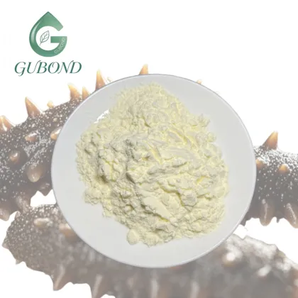 Sea Cucumber Extract Powder for Dietary Supplements