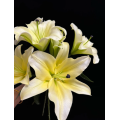 তাজা হলুদ ওরিয়েন্টাল লিলি ফুলের তোড়া