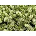 প্রিমিয়াম গ্রিন ফ্রেশ কাট ফ্লাওয়ার Lisianthus পাইকারি