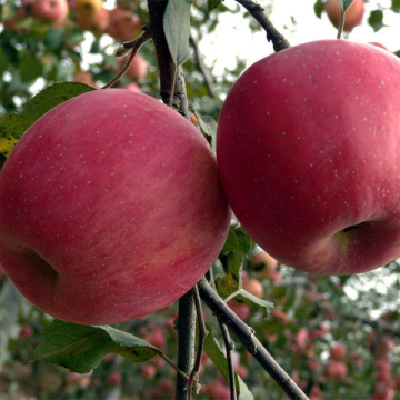sweet red delicious fresh apple fruit