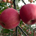 süße rote köstliche frische Apfelfrucht