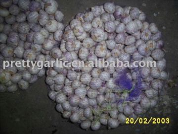 Chinese solo Garlic/China
