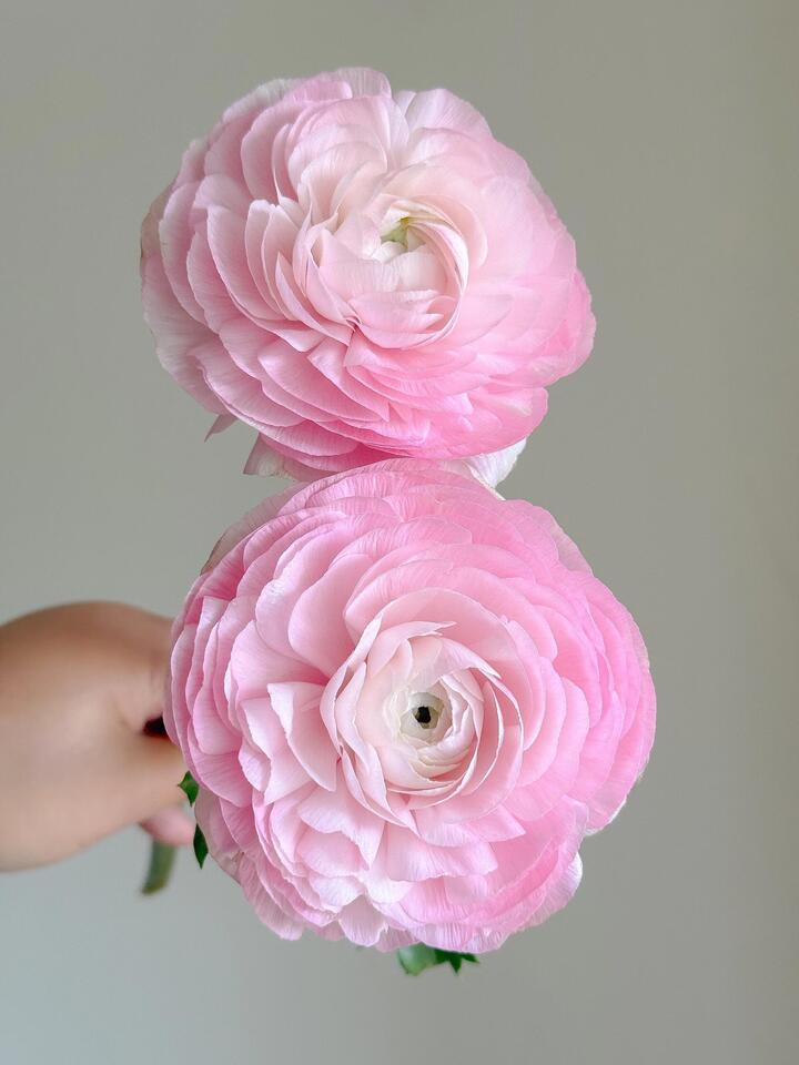 Pink Ranunculus