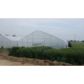 Gothic Single Span Greenhouse for Vegetables Flowers