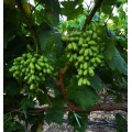 Uvas pretas doces sem sementes de alto Brix