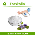 Extrato de Forskolin de Coleus Forskohlii de perda de peso 1% -98%