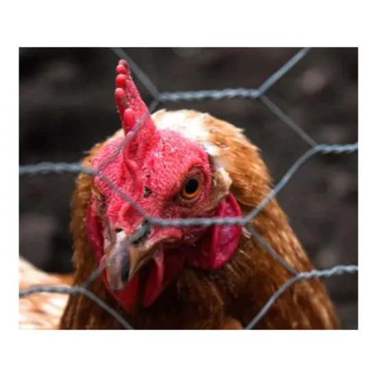 Affordable Galvanized Chicken Netting: Farm Mesh Fencing for Poultry and Chicken Hexagonal Nets