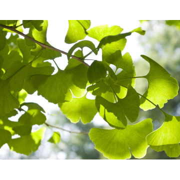 Ginkgo Biloba Extract