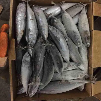 seafood sea fat round ship frozen pacific mackerel raw material block in stock