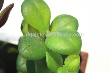Home garden decoration jungle 10cm Height green succulent plants EDRZW05 2877