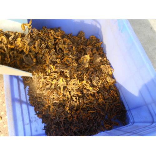 Famous Chinese herbal medicine Huanglian