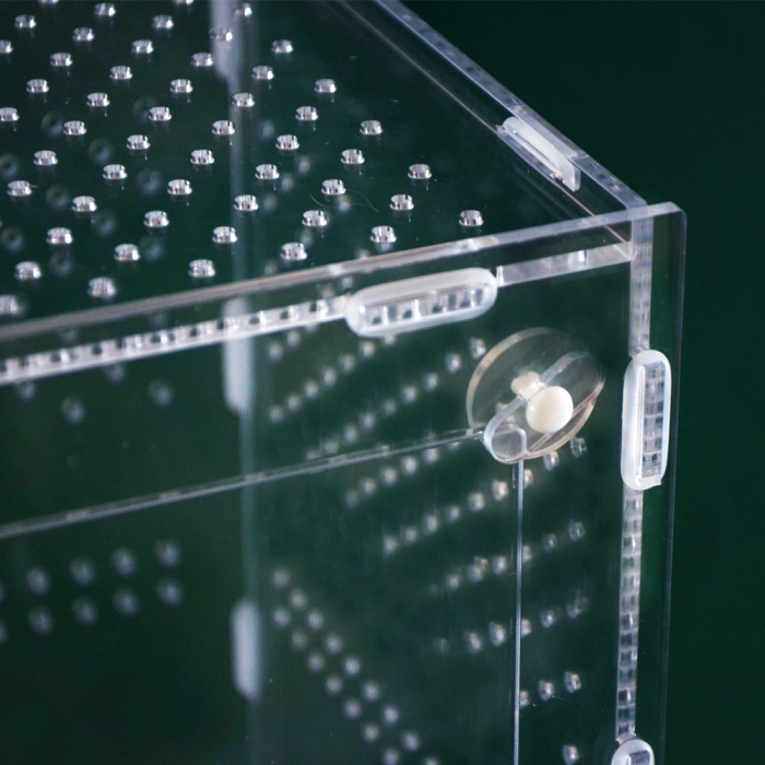 Caja de reproducción de escarabajos acrílicos