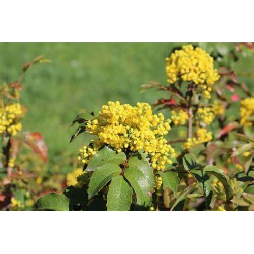 Dihydroberberine Berberis-Extract 97% Dihydroberberine