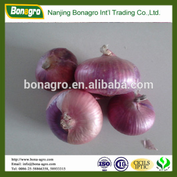 onion