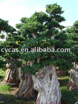 Ficus tree
